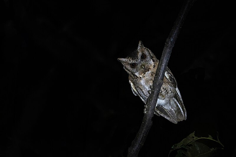 File:Collared Scops-Owl.jpg