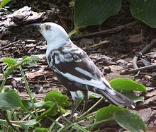 Common Grackle Leucistic.jpg