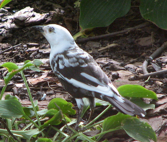 Файл:Common Grackle Leucistic.jpg