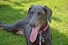 Blue Dobermann