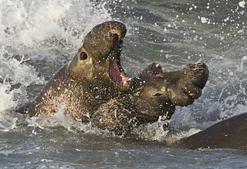 Northern Elephant Seals fighting