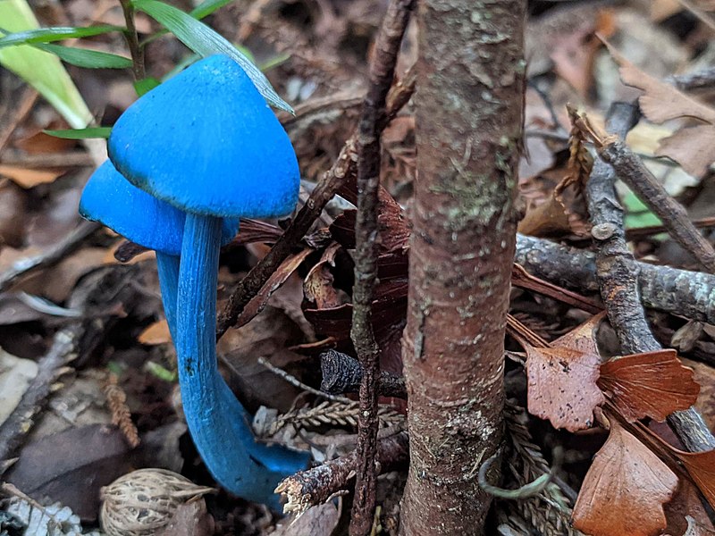 File:Entoloma hochstetteri 72543673.jpg