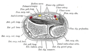 Thumbnail for Flexor digitorum superficialis muscle