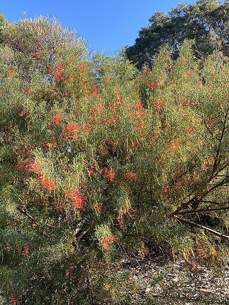 File:Grevillea dielsiana habit.jpg