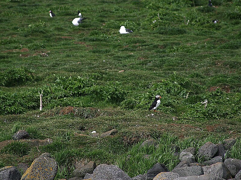 Файл:Iceland 2008-05-31 (2818903026).jpg