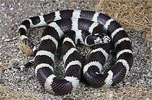 Lampropeltis californiae.jpg