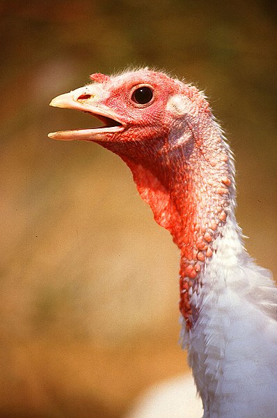 File:Large White turkey female.jpg