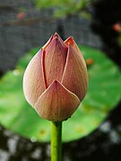 Bud of Nelumbo nucifera