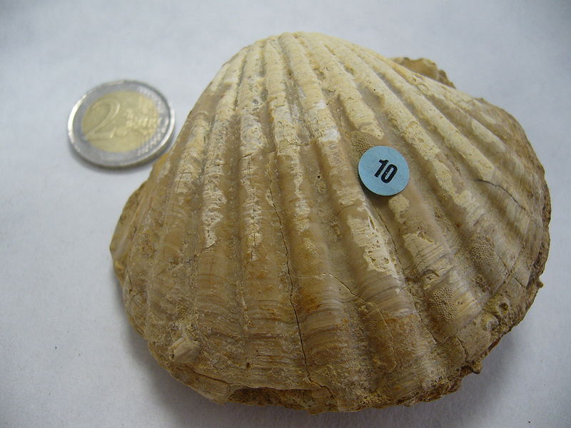 Archivo:Pecten benedictus.1 - Mioceno.JPG