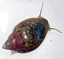 Physa acuta