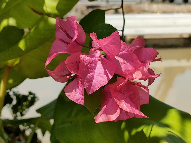 File:Pink paperflowers (Bougainvillea glabra).jpg