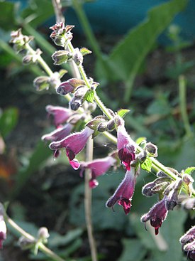 Salvia castanea