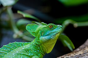 Plumed basilisk (Basiliscus plumifrons)