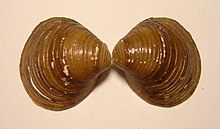 A small clam shell, tan on the outside, with a few white areas where the periostracum (skin) is missing, but otherwise intact