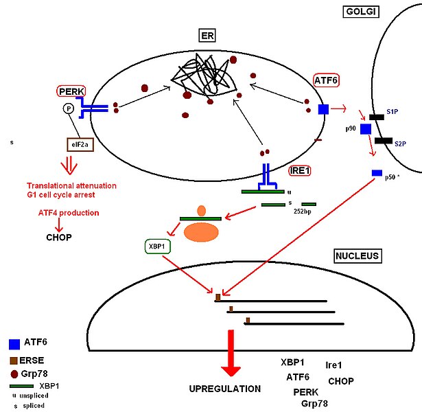 File:UPR simplified JPEG.jpg