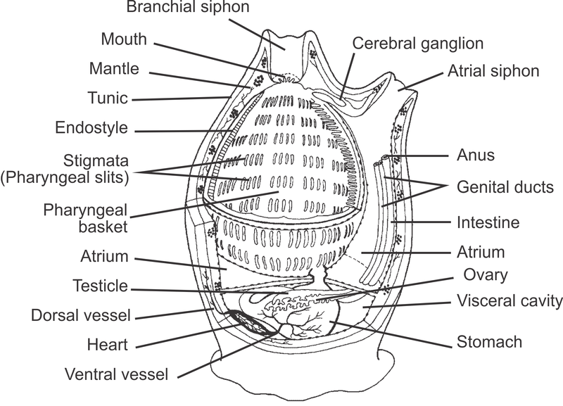 File:Uroc005b.png