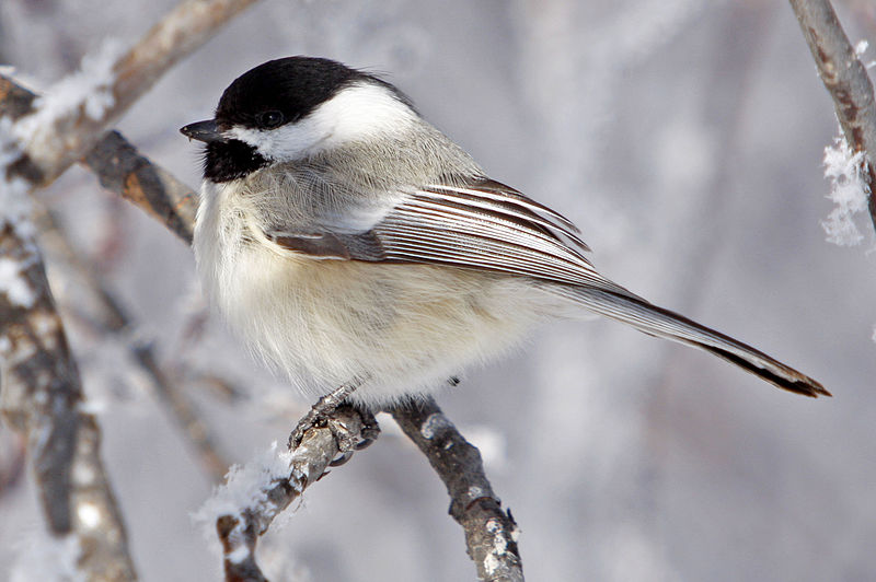 File:Black-Capped Chickadee (15290761526).jpg