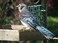 C. c. bromia, Northern blue jay in Ontario, Canada