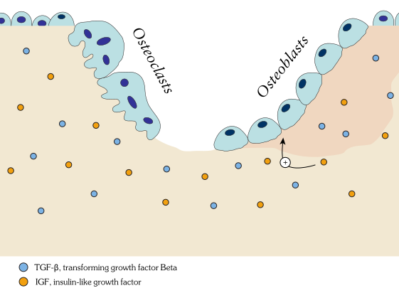 File:Bonemetabolism.svg