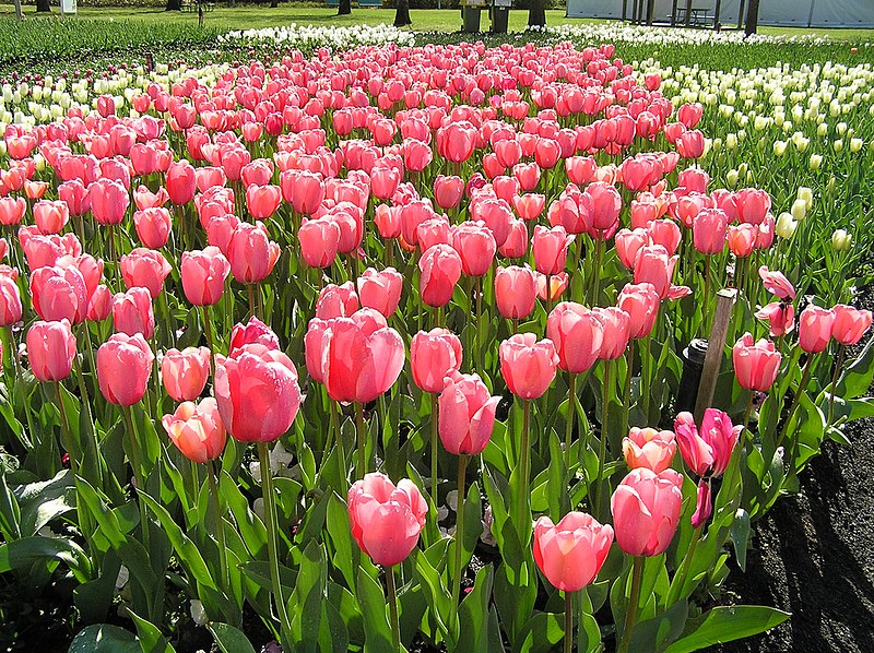 File:Canberra Floriade.jpg