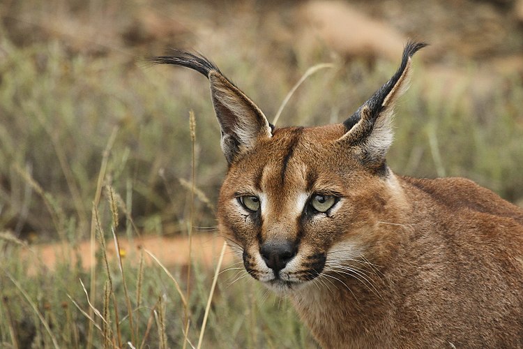 Каракал (Caracal caracal) в национальном парке «Горная зебра», ЮАР