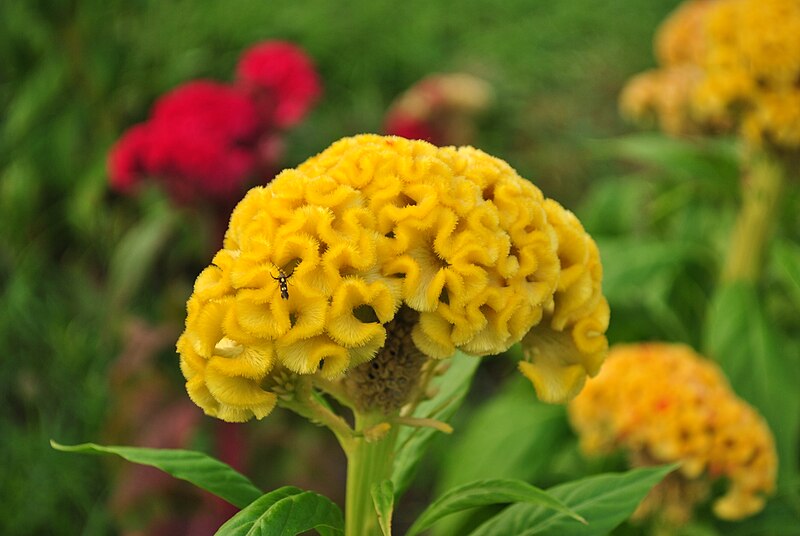 File:Celosia.JPG