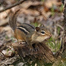 Chipmunk (4511488573).jpg