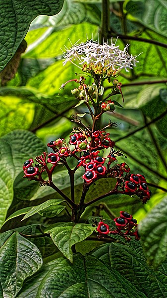 File:Clerodendrum colebrookianum 02.jpg