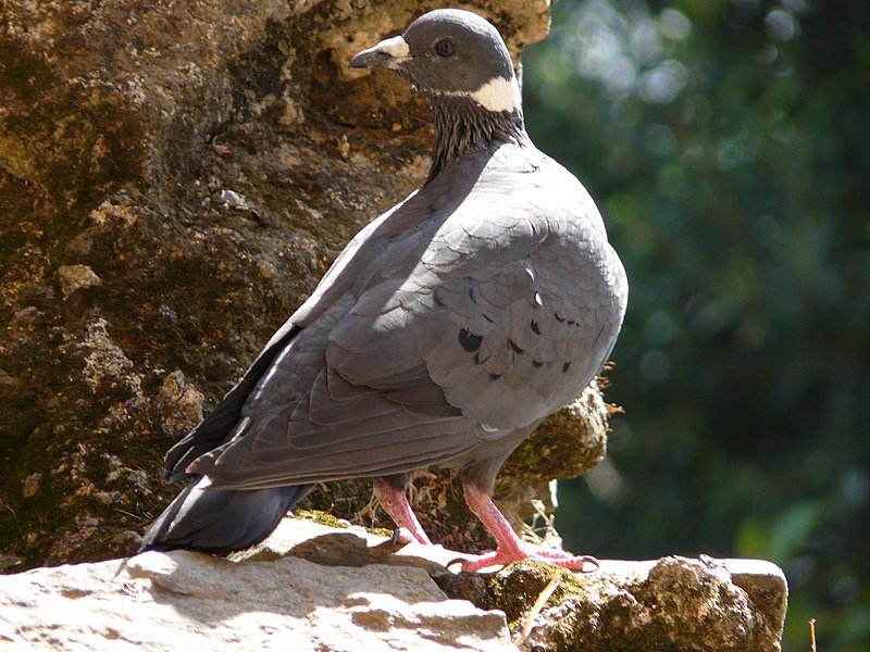 Файл:Columba albitorques -Ethiopia-8.jpg