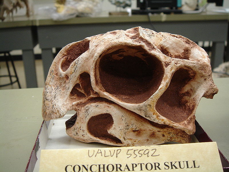 Archivo:ConchoraptorSkull.JPG