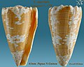 Conus imperialis Linnaeus, C., 1758