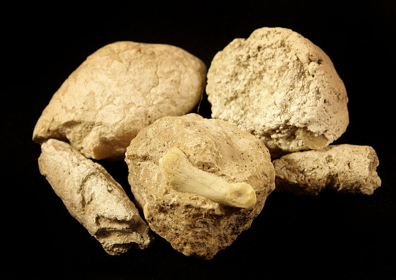 File:Coprolites with Inclusions.jpg