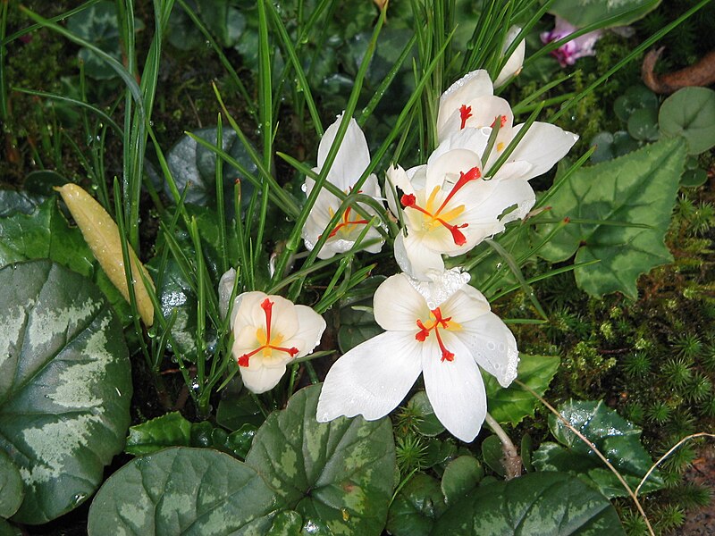 File:Crocus cartwrightianus 'Albus'01.jpg