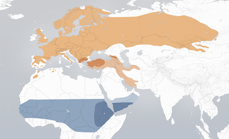 File:Distribution ph phoenicurus.png