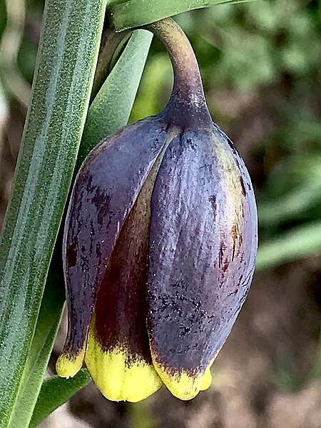 File:Fritillaria uva-vulpis single flower.jpg