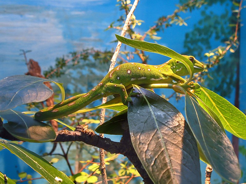 File:GeckoOranaParkNZ gobeirne.JPG