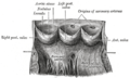 Blause 0469 Heart Valves.png. (Note that captions don't align with current terminology.)