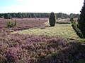 Heathland on the Haußelberg