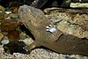 Eastern hellbender