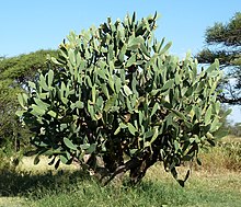 Opuntia ficus-indica, Springbokvlakte.jpg