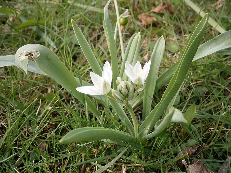 File:Ornithogalum balansae 001.JPG