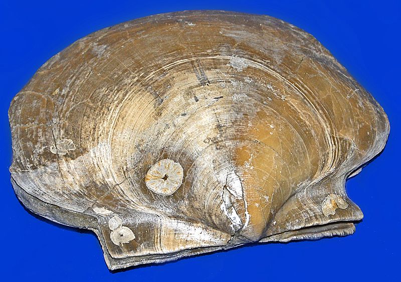 File:Pectinidae - Palliolum excisum.JPG