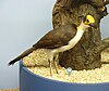 Stuffed White-necked Rockfowl