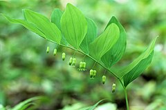 Polygonatum pubescens[англ.]