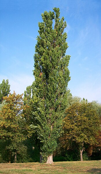 File:Populus nigra-bekes.jpg