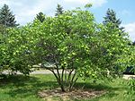 Multi-trunk tree form