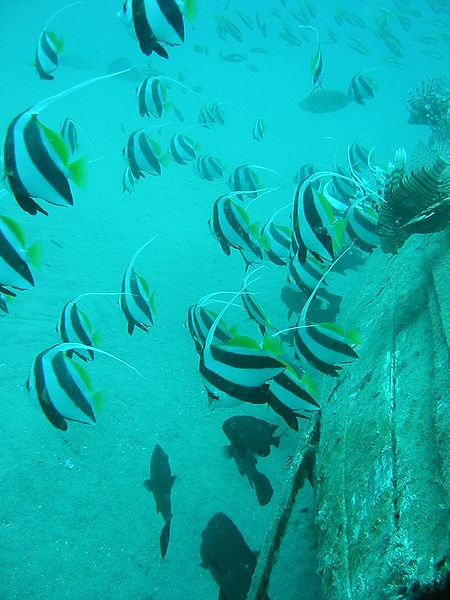 Файл:Schooling bannerfish.JPG