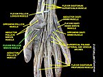 Flexor pollicis brevis muscle