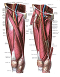 Thumbnail for Femoral artery