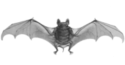 Drawing of bat